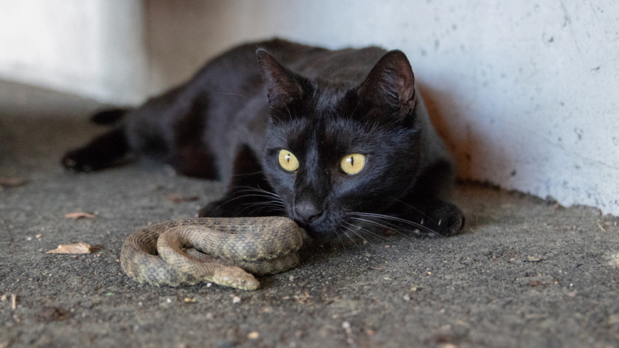 Huggormar undviker helst såväl hundar och katter som människor men på våren är de nyvakna och lite slöare vilket kan leda till fler konfrontationer. Foto: Shutterstock